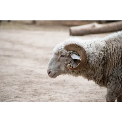 Brahman Heifer