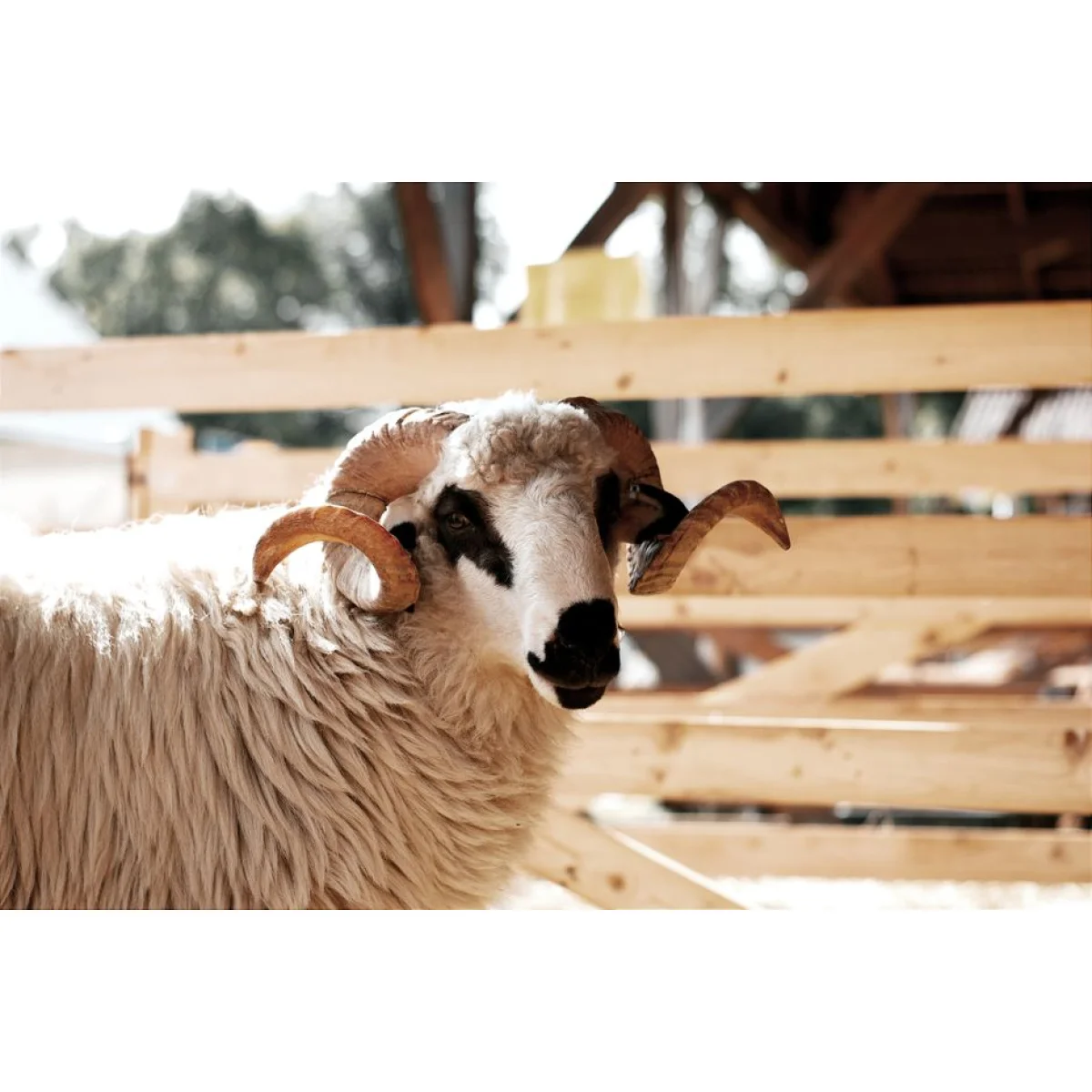 Dorper Ram (Breeding Age)