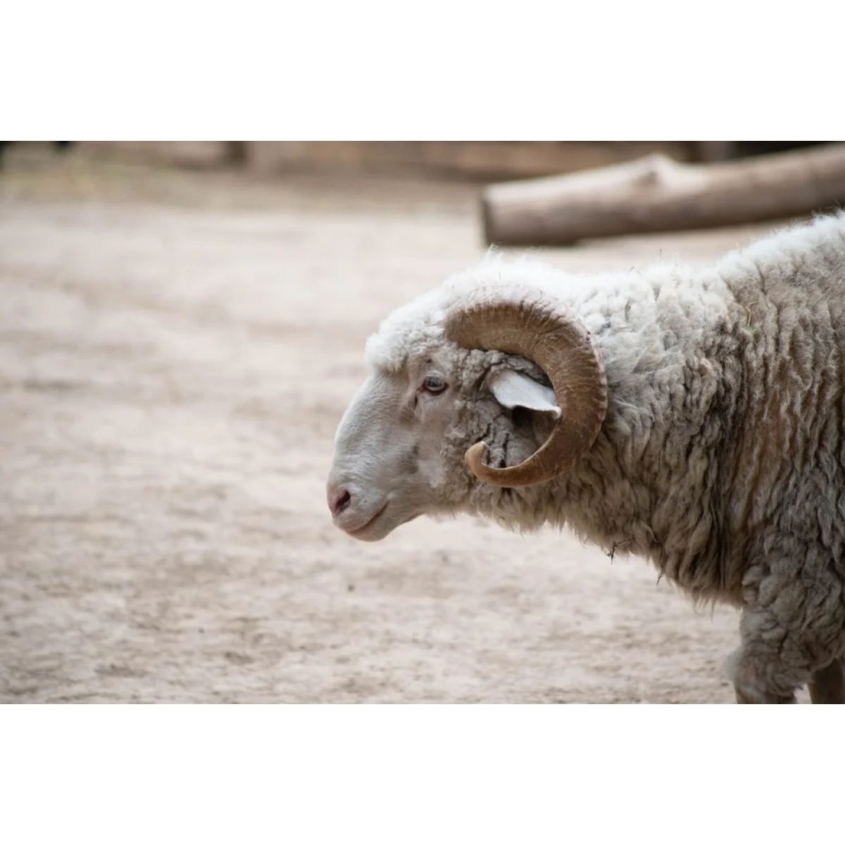 Brahman Heifer
