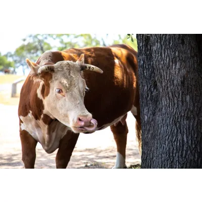 Horse & Livestock Lick Block