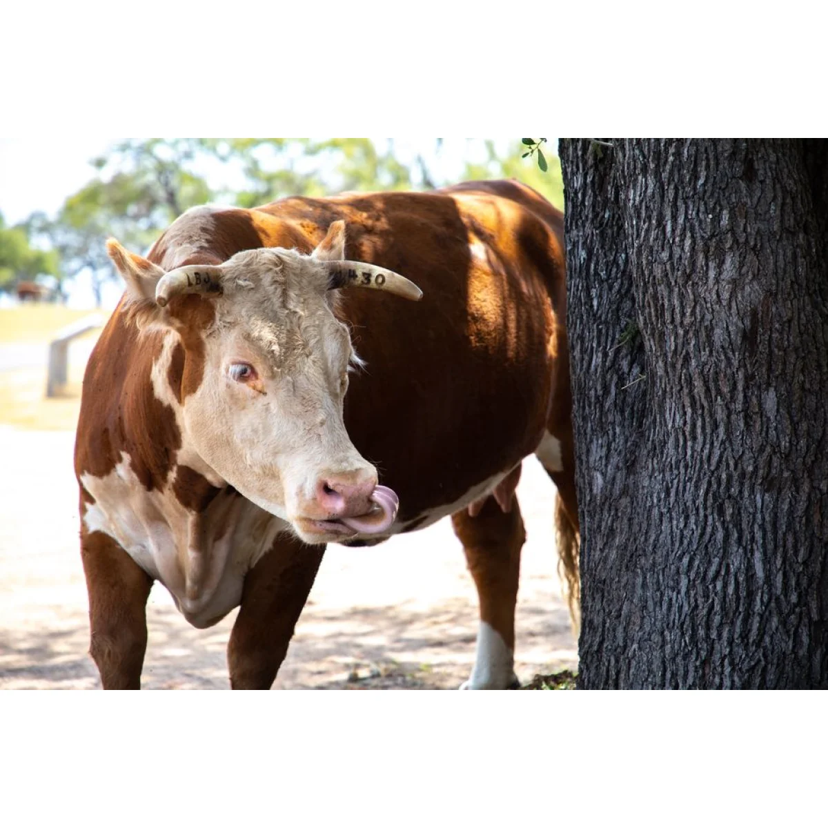Horse & Livestock Lick Block